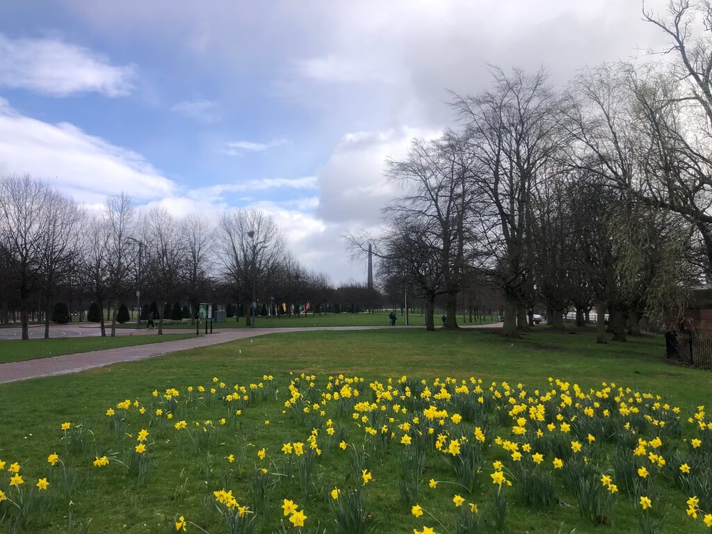 A serene scene of Glasgow Green park with lush green grass, a vibrant display of yellow daffodils in the foreground, and leafless trees against a cloudy sky